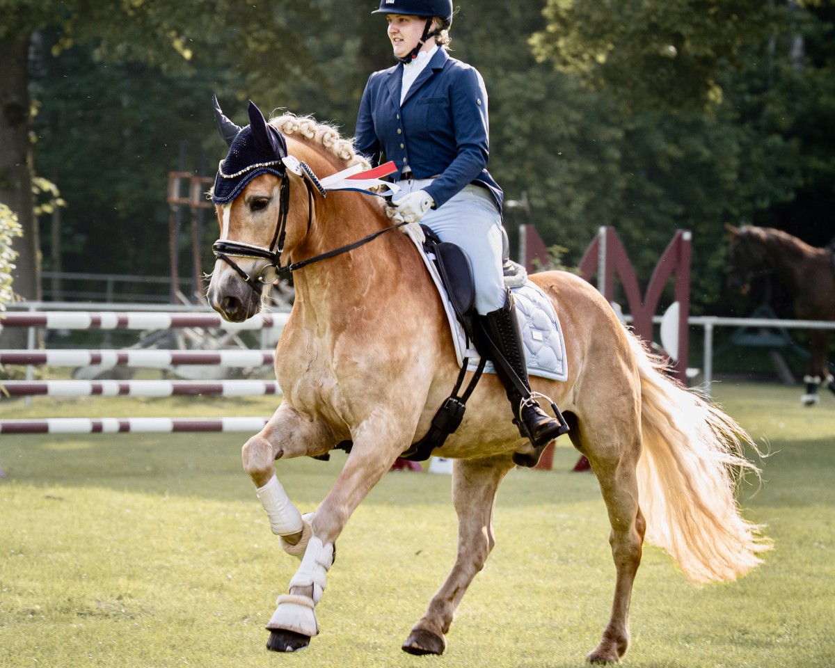 dressage horse Wüstenprinz 6 (Haflinger, 2017, from Wintersturm (ITA))