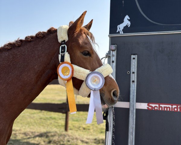 Dressurpferd Lilienhofs Dublin (Deutsches Reitpony, 2018, von Dimension AT NRW)