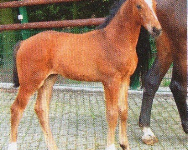 Pferd Commander (Hannoveraner, 2009, von Comte)