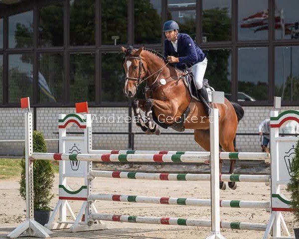 Springpferd Coomahn (Holsteiner, 2018, von Colman)