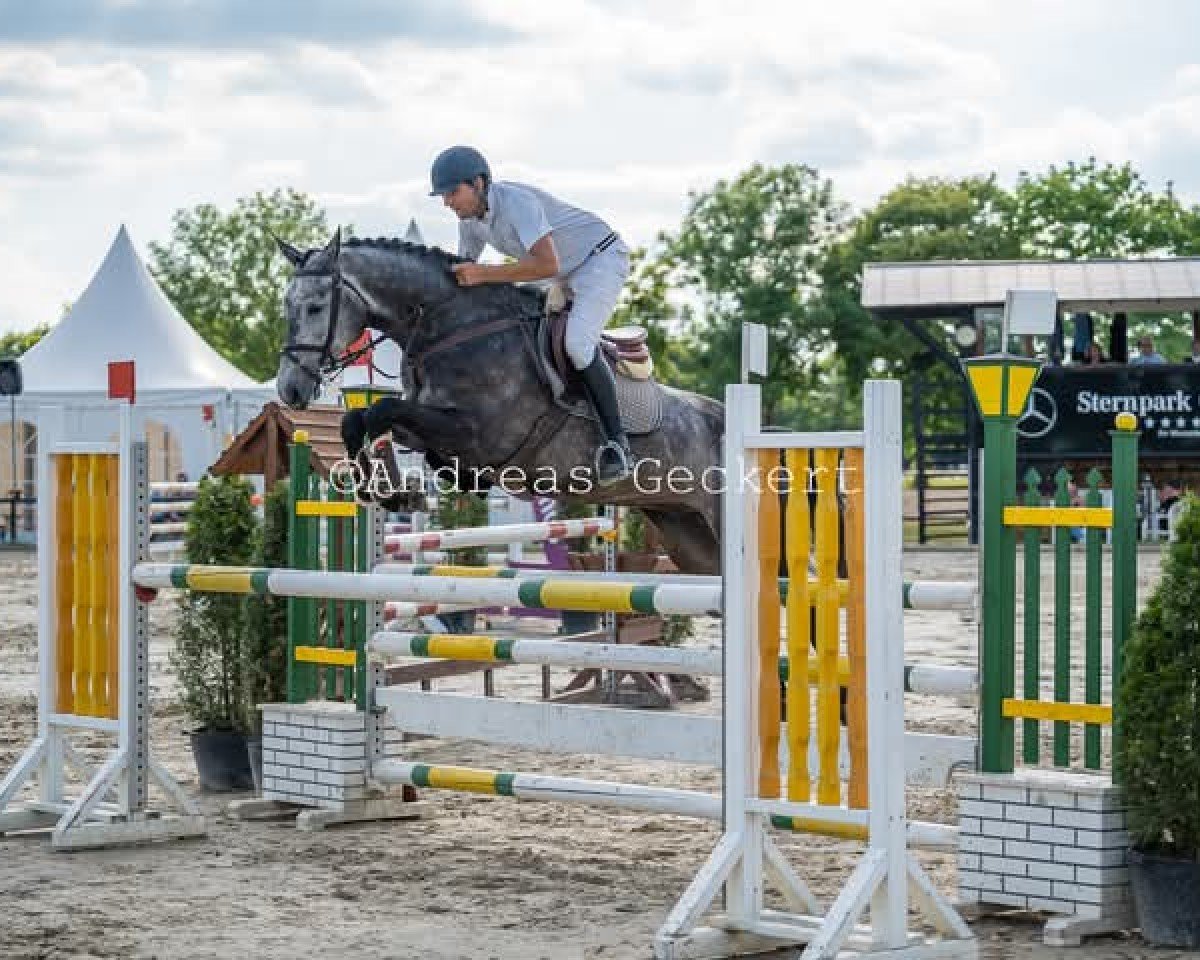 Springpferd Caivano L (Westfale, 2020, von Chacoon Blue)
