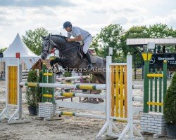 Springpferd Caivano L (Westfale, 2020, von Chacoon Blue)