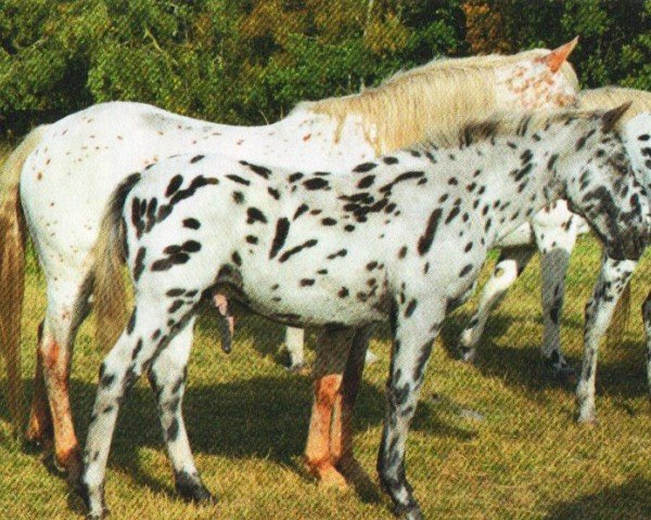 Dressurpferd Ticcino of Mountain (Knabstrupper, 2012, von Thunderking of Mountain)