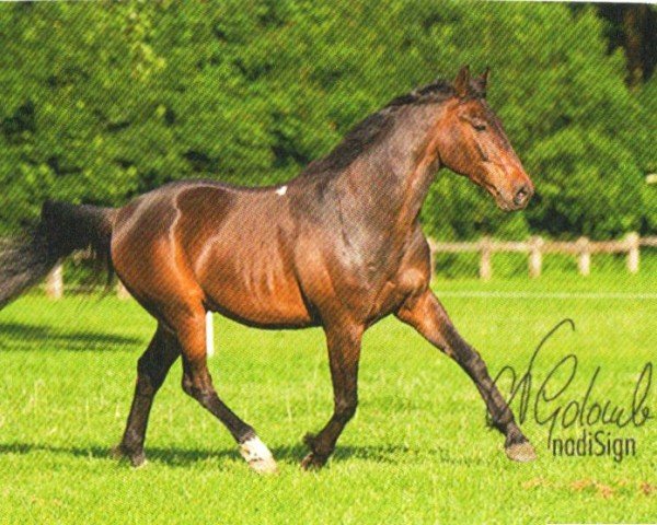 horse Pago (American Trotter, 1999, from Twelve Meter (US))