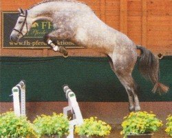 jumper Cassallo (Holsteiner, 2007, from Cassaro 5)