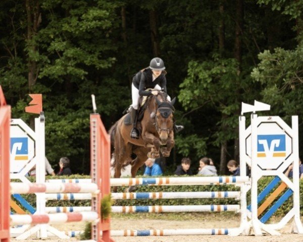 jumper Cascadella 11 (Holsteiner, 2013, from Cascadello)