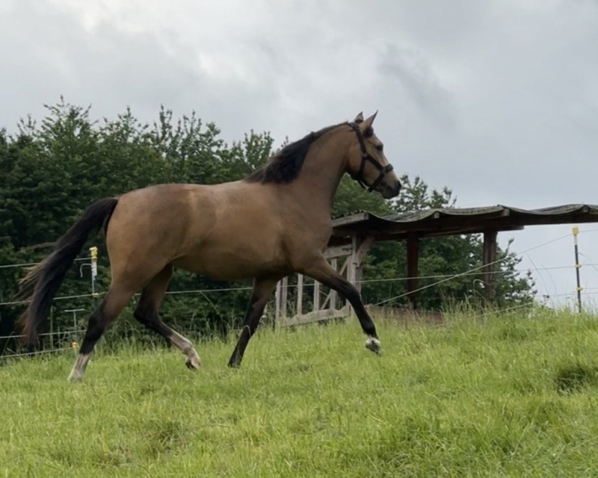 Zuchtstute Carla Columna (Deutsches Reitpony, 2023, von Can Dance 3)