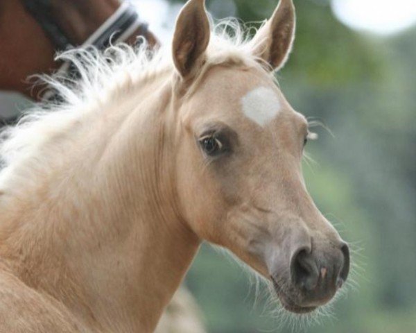 broodmare Steendieks Mein Goldstück (German Riding Pony, 2021, from Steendieks Prince of Glory)