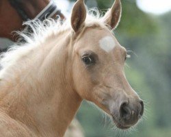 broodmare Steendieks Mein Goldstück (German Riding Pony, 2021, from Steendieks Prince of Glory)