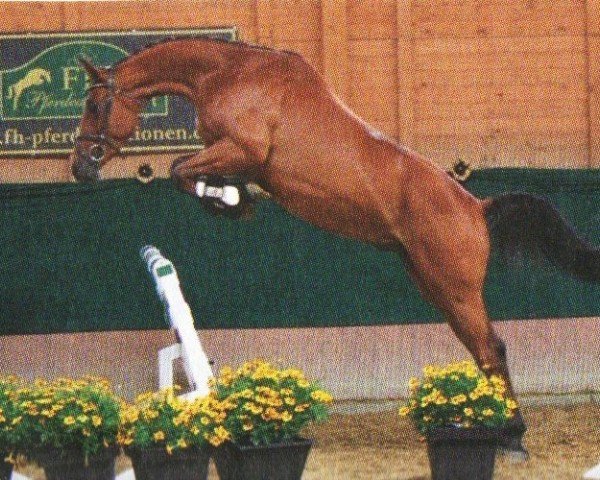 horse Lord´s Speedmaster (Holsteiner, 2008, from Lord Z)