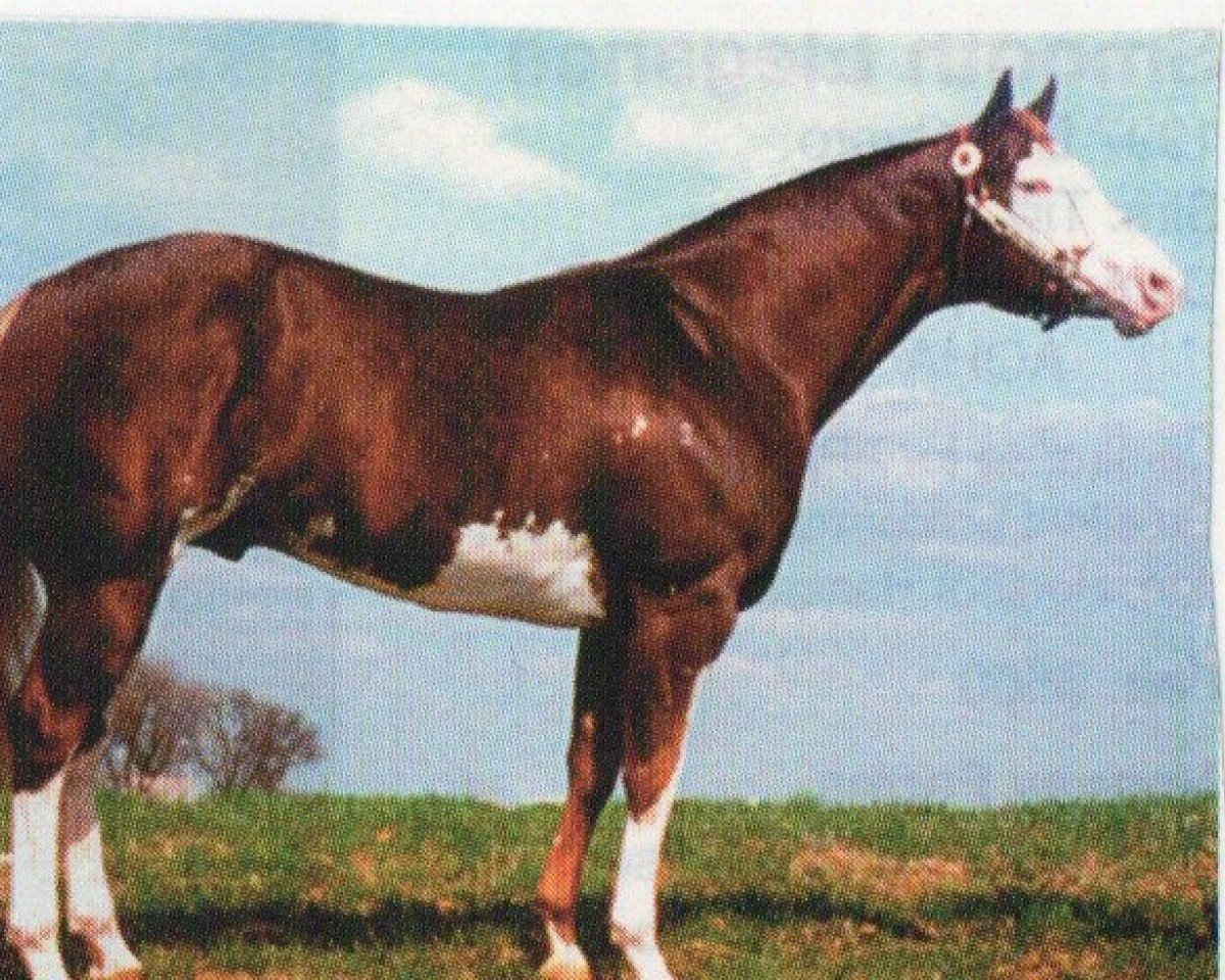 Pferd Barlnk Cadilac Kid (Paint Horse, 1993, von Barling Macho Man)