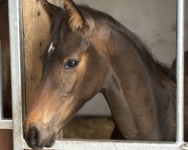 foal by Zoomio S (Westphalian, 2025, from Zoom)