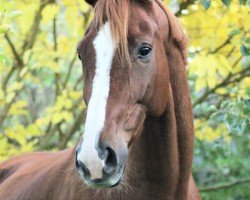 jumper Lousing (Hanoverian, 2014, from Livaldon)