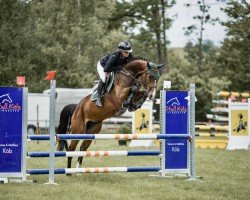 Caballo de salto Colombia Fly (Hannoveriano, 2020, de Chacfly PS)