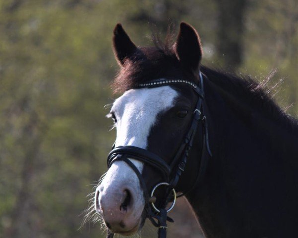 Zuchtstute Fine (Deutsches Reitpony, 2011, von No Limit)