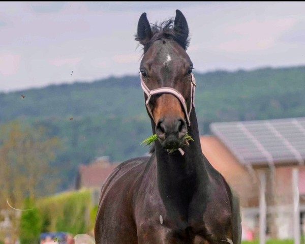 horse Olivia (KWPN (Royal Dutch Sporthorse), 2019, from Just Wimphof)