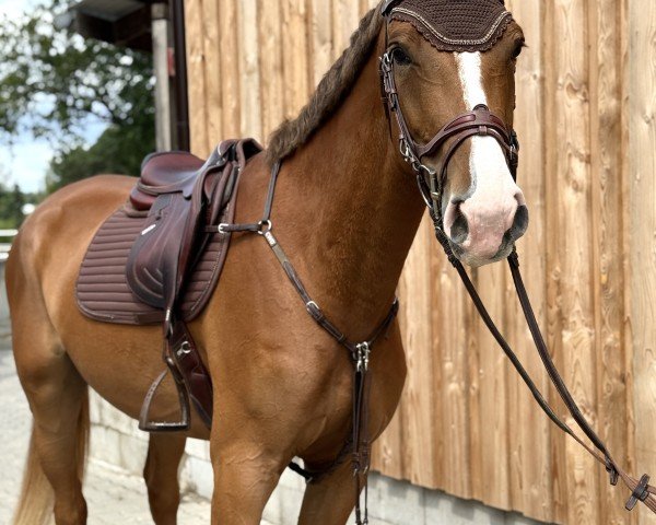 horse Cheeky Candina (German Warmblood, 2021, from Candinas)