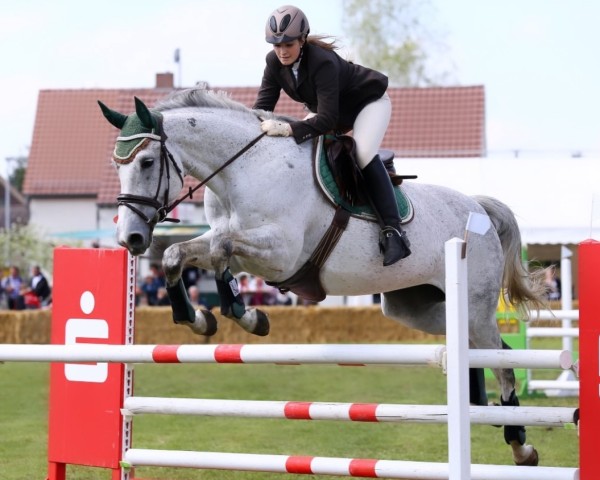 jumper Maicy Grey (German Sport Horse, 2004, from Mr. Mc)