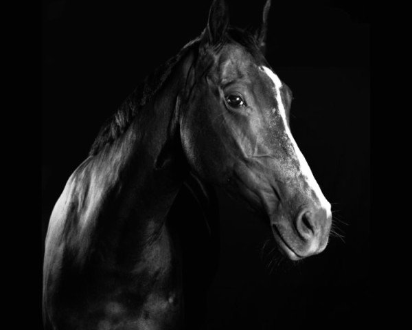 horse Solana (Westphalian, 2018, from Secret)