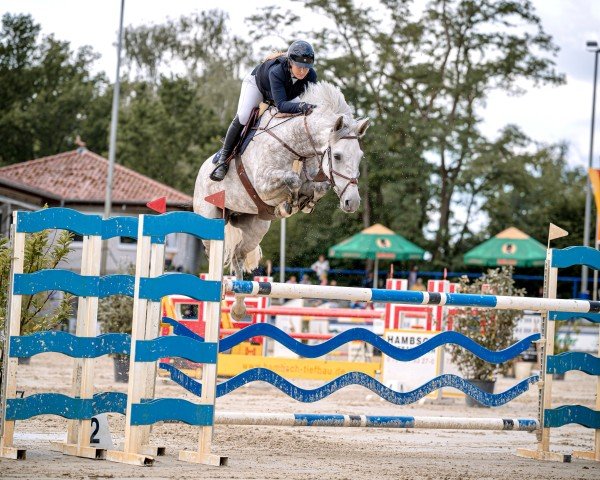 Springpferd Mister Masters 111 Z (Zangersheide Reitpferd, 2018, von Shadowfax 111)