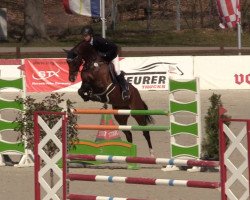 broodmare Casa Lady Love PS OLD (Oldenburg, 2015, from Casallco)