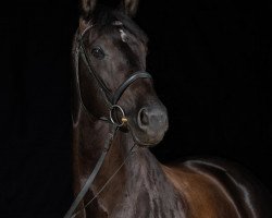 broodmare Dornröschen 148 (Rhinelander, 2007, from Don Frederico)