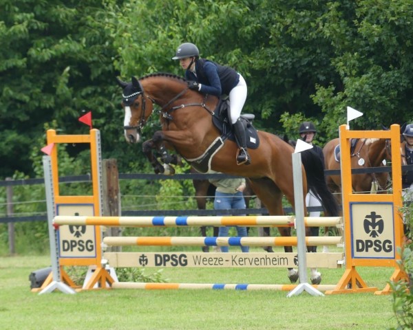 jumper Dia Calla (Hanoverian, 2020, from Diamant de Plaisir 178 FIN)
