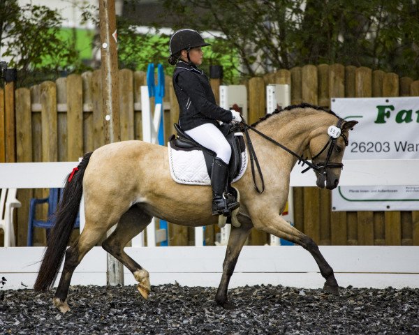 Dressurpferd Luna 2038 (Welsh Pony (Sek.B), 2010, von Cadlanvalley Goldstar)