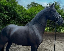horse Haya 31 (Trakehner, 2017, from Münchhausen)