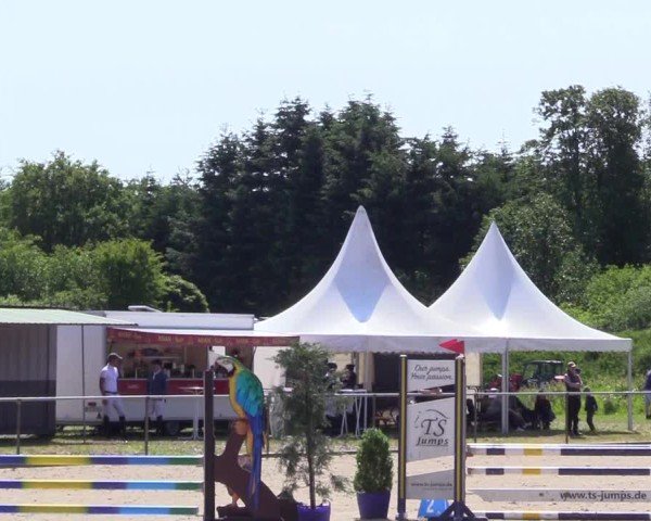 Reitturnier Großenwiehe 2025