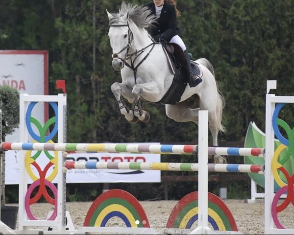 jumper Conthacon (Oldenburg show jumper, 2010, from Conthargos)