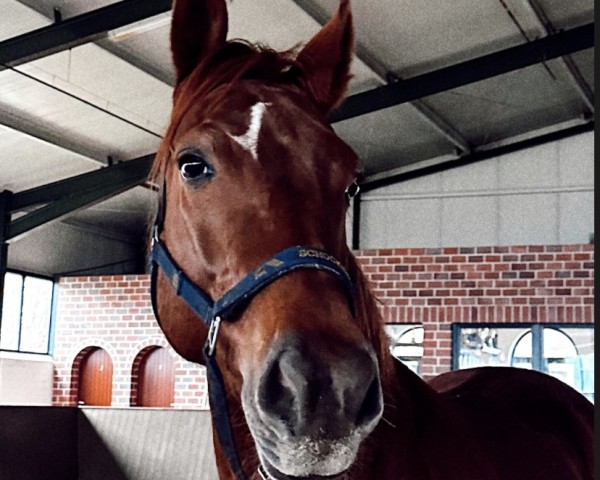 jumper C-Bolt (Holsteiner, 2018, from Casaltino)