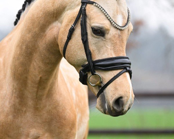 stallion Double Jackpot PP (Austrian Reitpony, 2021, from Dallmayr K)