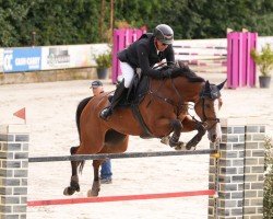 jumper Lavine Mail VDL (KWPN (Royal Dutch Sporthorse), 2016, from Gaultier VDL)