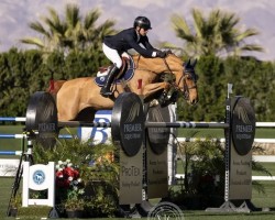 jumper One Edition (anglo european sporthorse, 2015, from Tangelo van de Zuuthoeve)