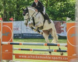 jumper Quattro Quax (Oldenburg show jumper, 2020)