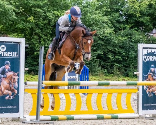 jumper Steendieks Cocky Dancer (German Riding Pony, 2016, from FS Chambertin)