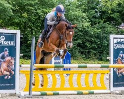 jumper Steendieks Cocky Dancer (German Riding Pony, 2016, from FS Chambertin)