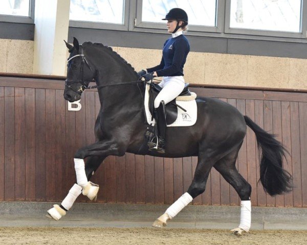 stallion Blue Hors Storm (Danish Warmblood, 2019, from Sezuan)