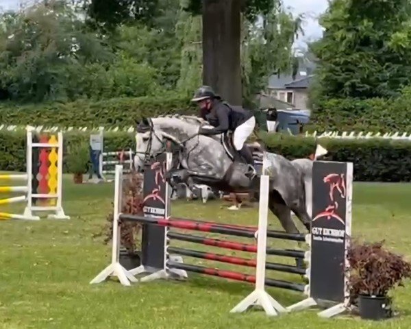 broodmare Miss Miyagi (Holsteiner, 2019, from Cicero Z van Paemel)