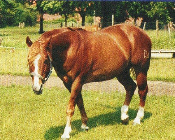 horse Colonel Mc Coy (Quarter Horse, 1986, from Colonel Freckles)