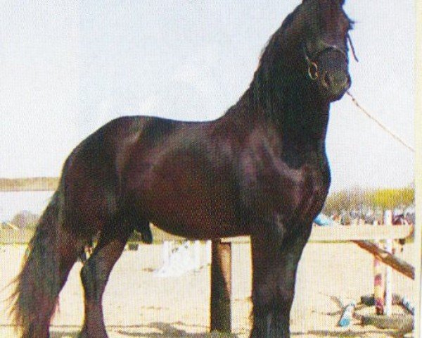 Pferd Alwin Van Buren (Friese, 2000, von Feitse 293)