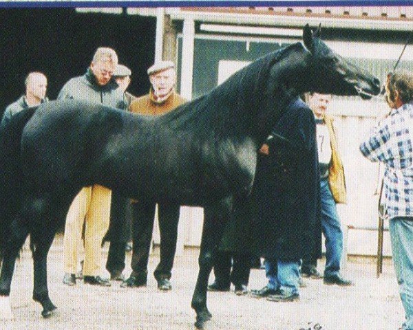 stallion Saladinn K.S.I. ox (Arabian purebred, 1997, from Taladinn ox)