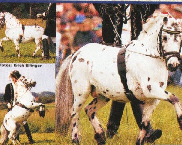 horse Lancelot (Dt.Part-bred Shetland pony, 1997, from Handybus van Maurits)