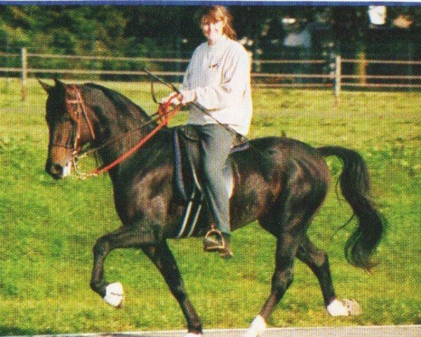 Pferd First Step (Deutscher Traber, 1990, von Diamond Way (DE))