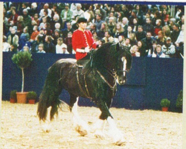 horse Ballybane Adonis (Shire, 1996, from Skelton Masterpiece)