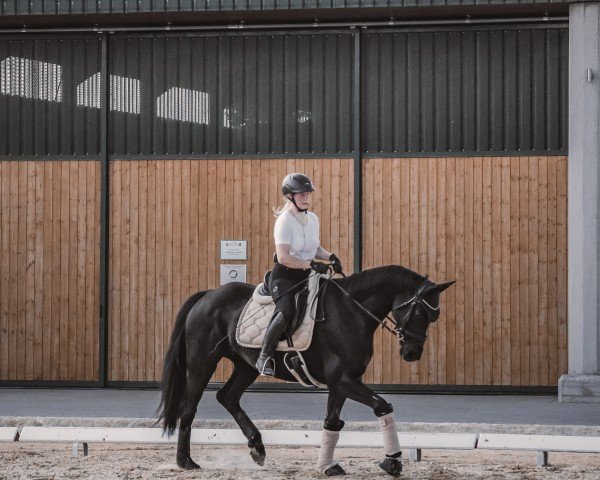 Dressurpferd Desire 55 (Hannoveraner, 2012)
