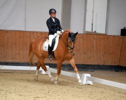 dressage horse Rubin 527 (Württemberger, 2000, from Regazzoni)