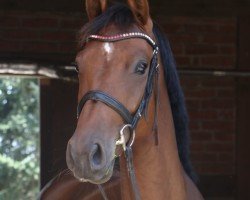 jumper Carla LS (German Sport Horse, 2019, from Casallco)