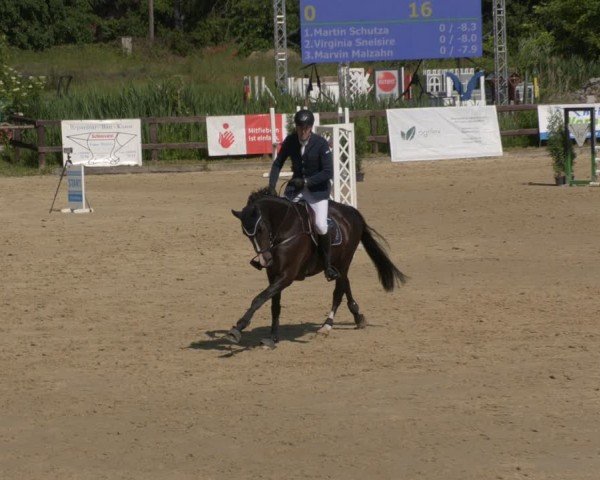 Reitturnier Schönfeld 2025